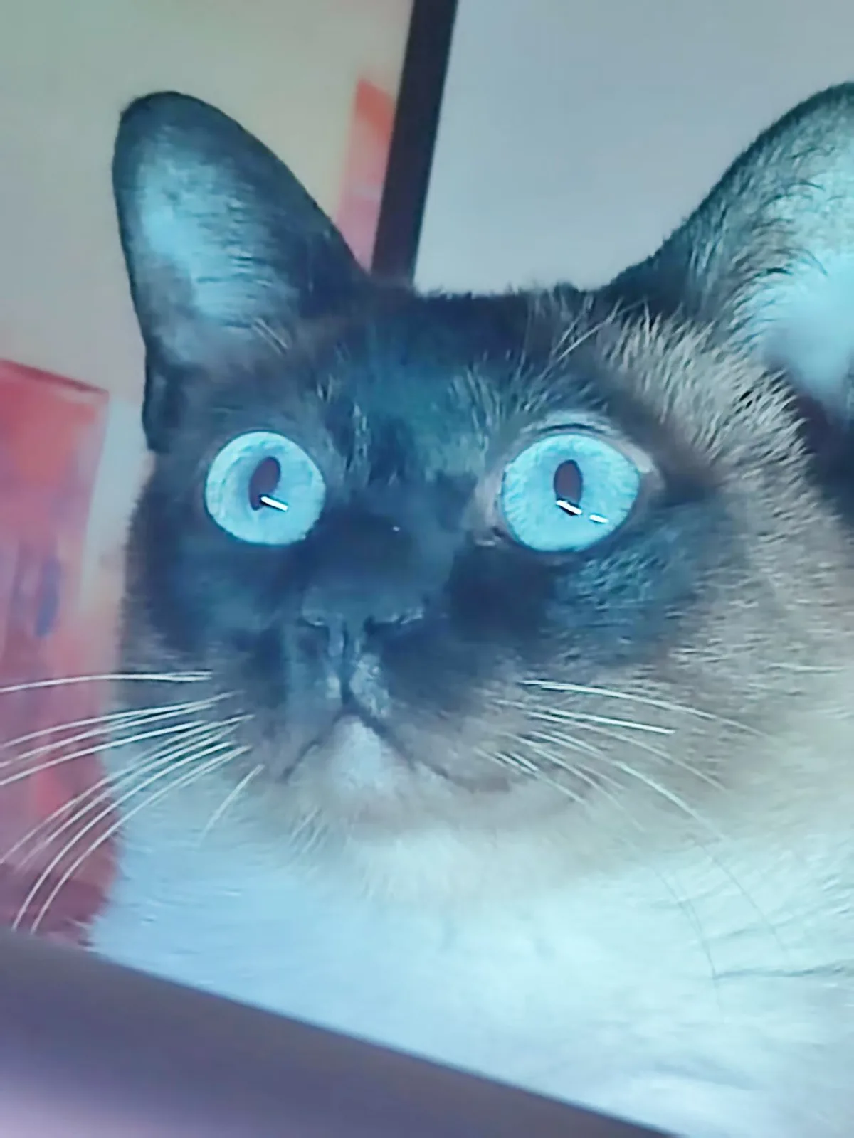 一只蓝眼睛的猫正对着镜头