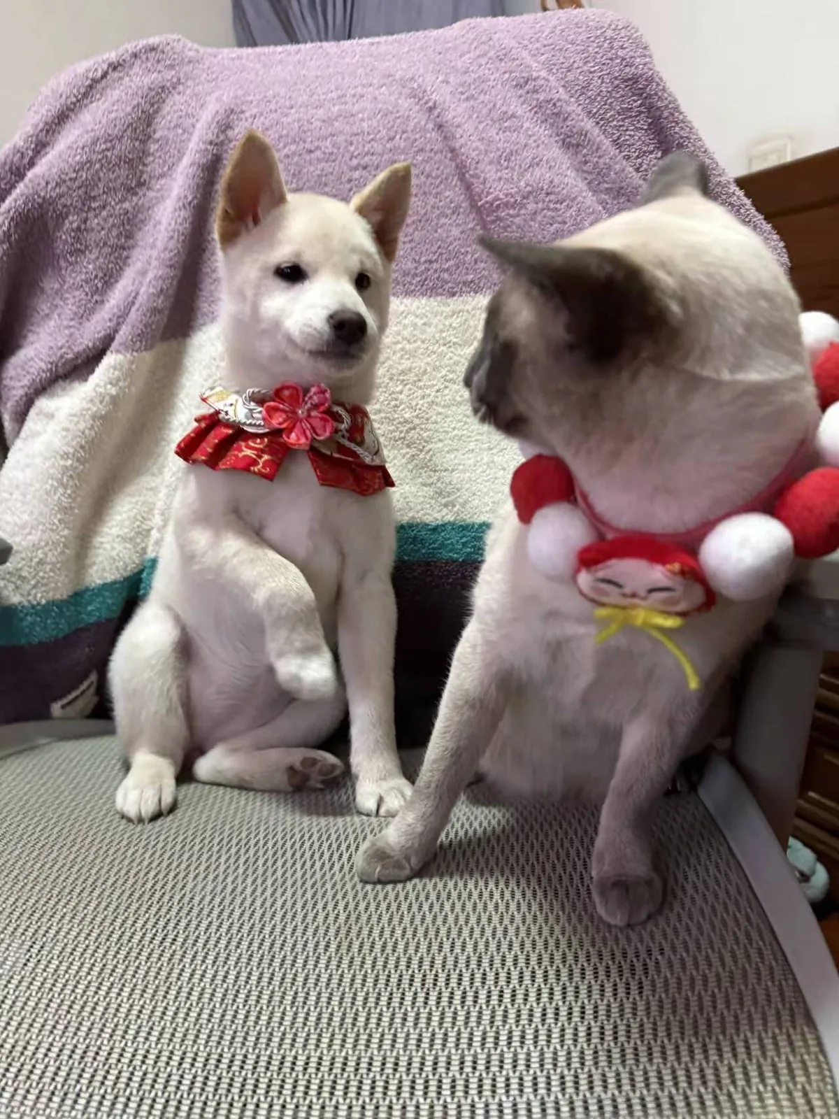 两只戴着圣诞领饰的猫并排坐在垫子上