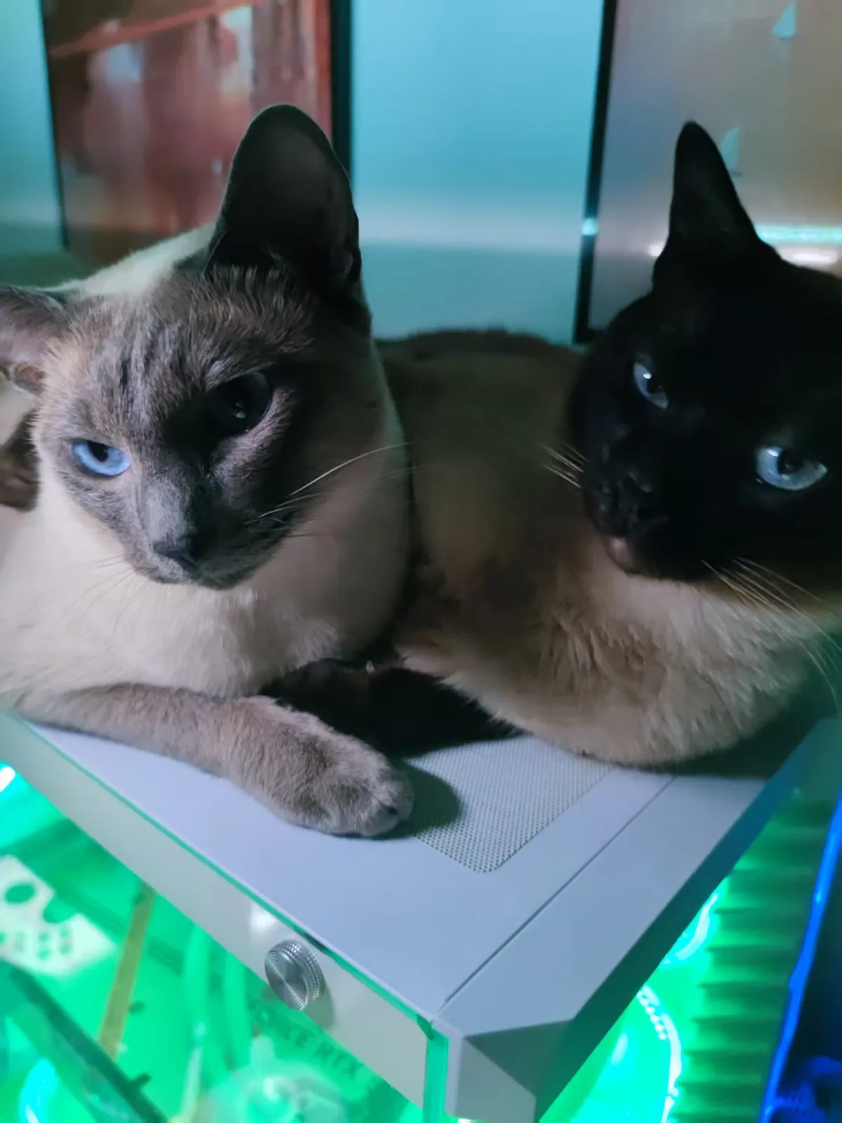 两只猫挤在泛着绿光的显示器前