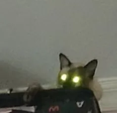 黑暗中，一只猫的眼睛在镜头里反光
