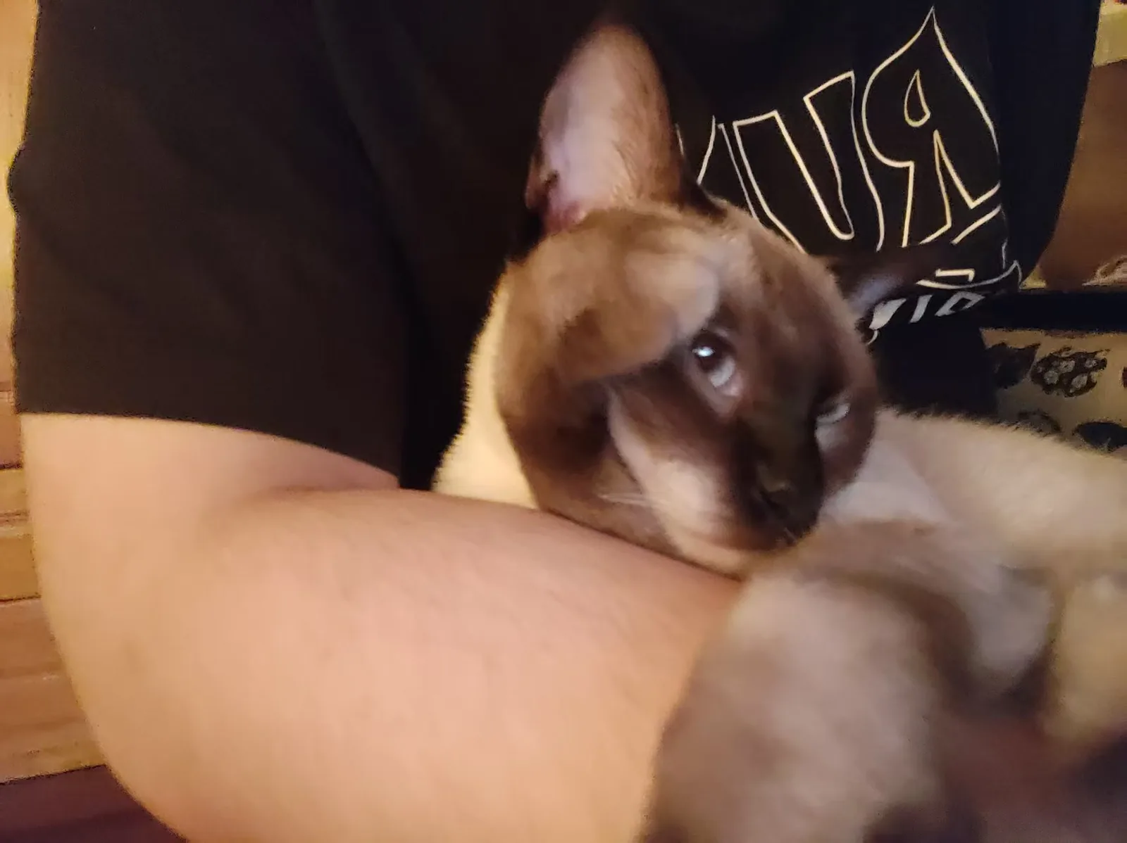 被人抱在怀里的暹罗猫，仰头看着前方