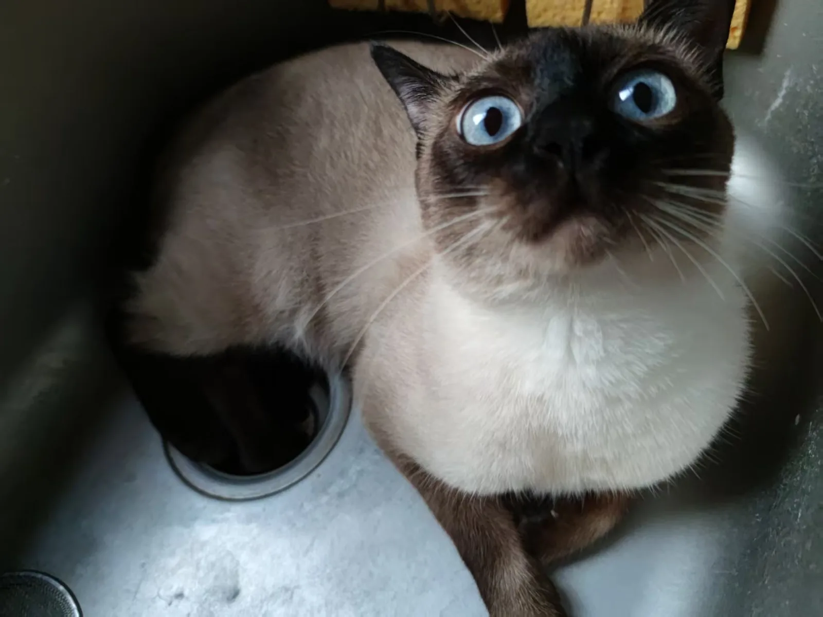 猫从金属盆里探出半个身子，睁大眼睛