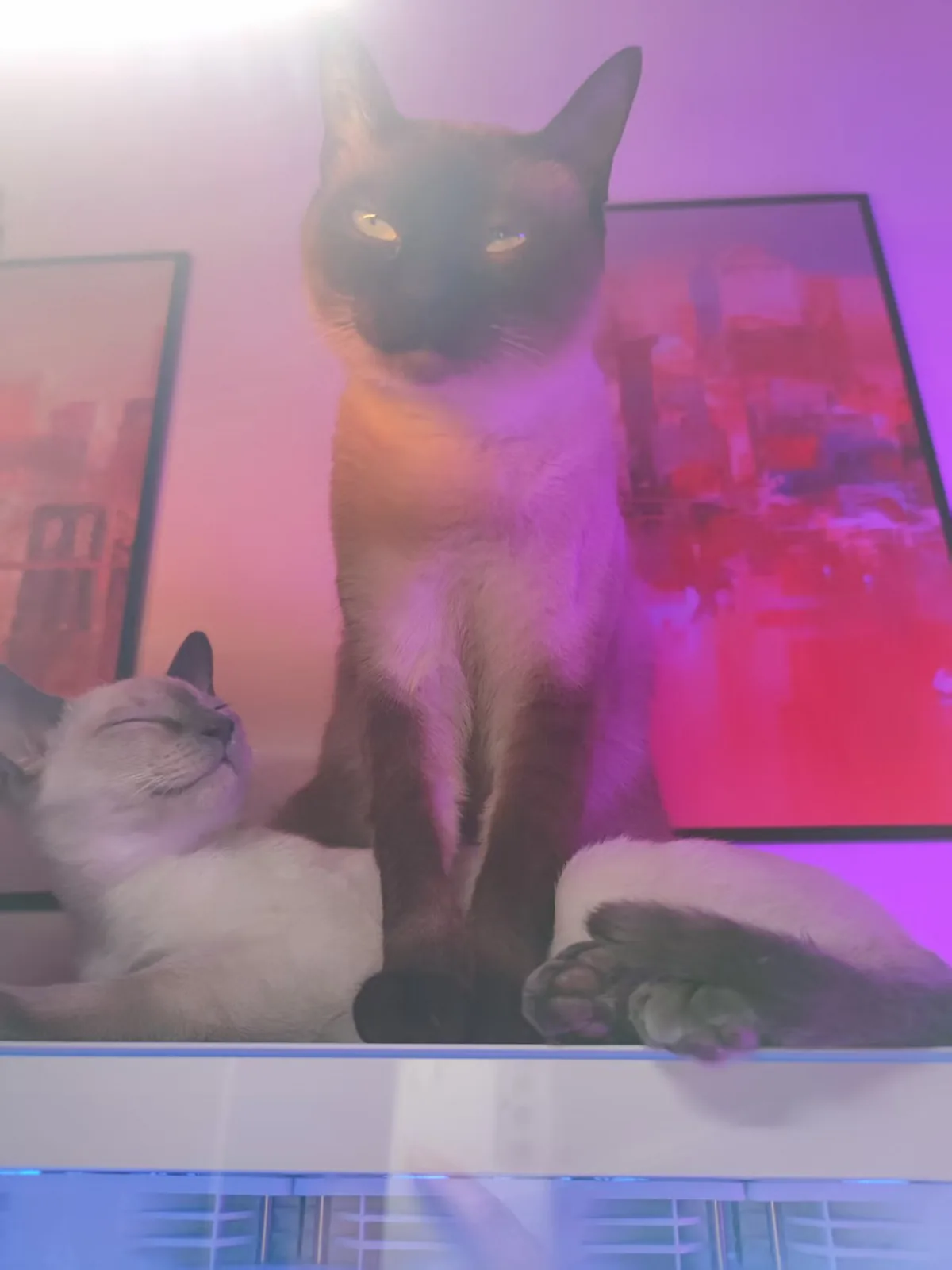 紫红灯光下，两只猫一前一后坐在显示器前