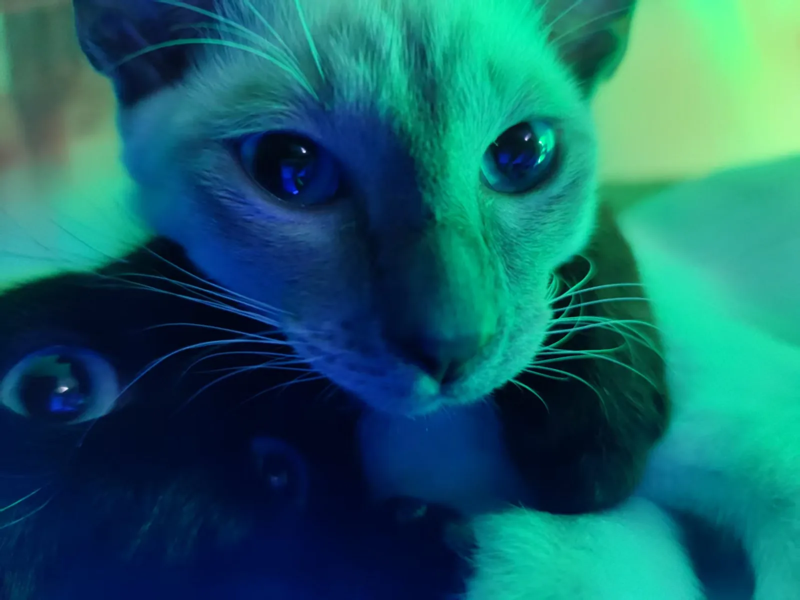 蓝绿色灯光打在猫脸上，眼睛忽明忽暗