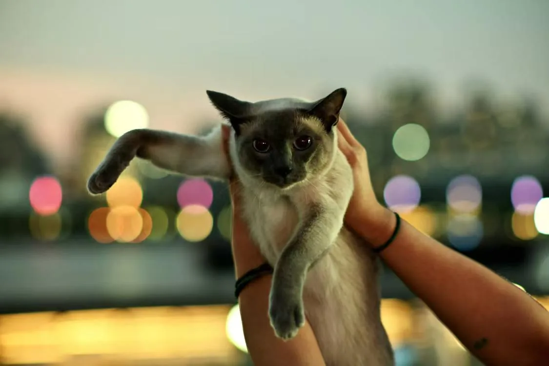 夜里举着一只猫，背景是虚化的城市灯火