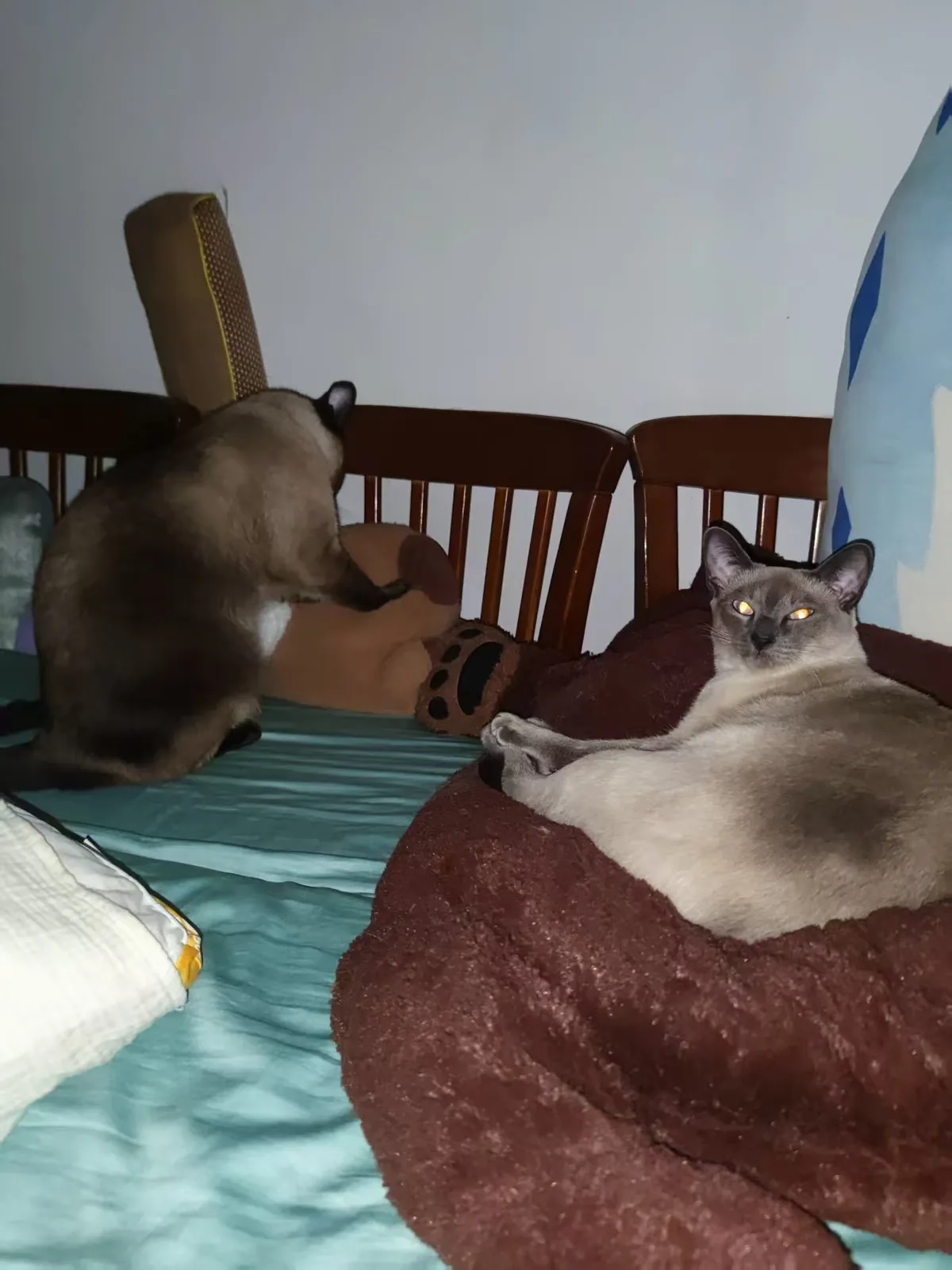 木椅旁的猫，与床上趴着的另一只